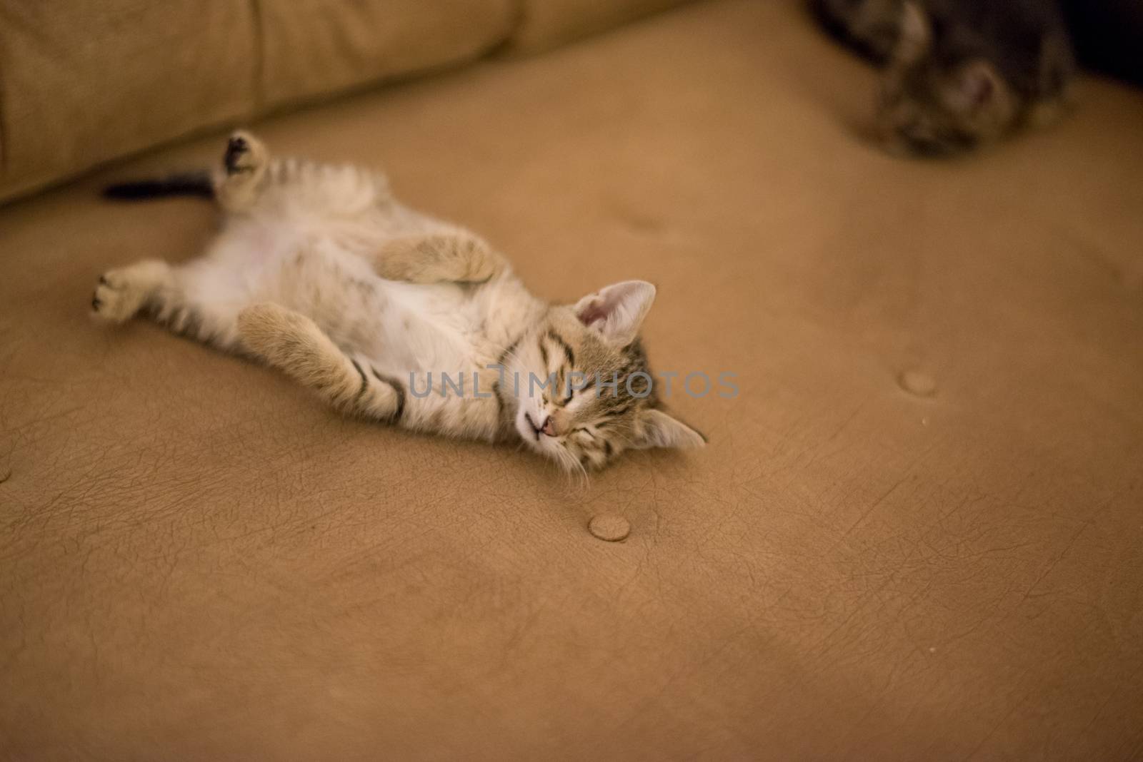 Kitten sleeping on sofa