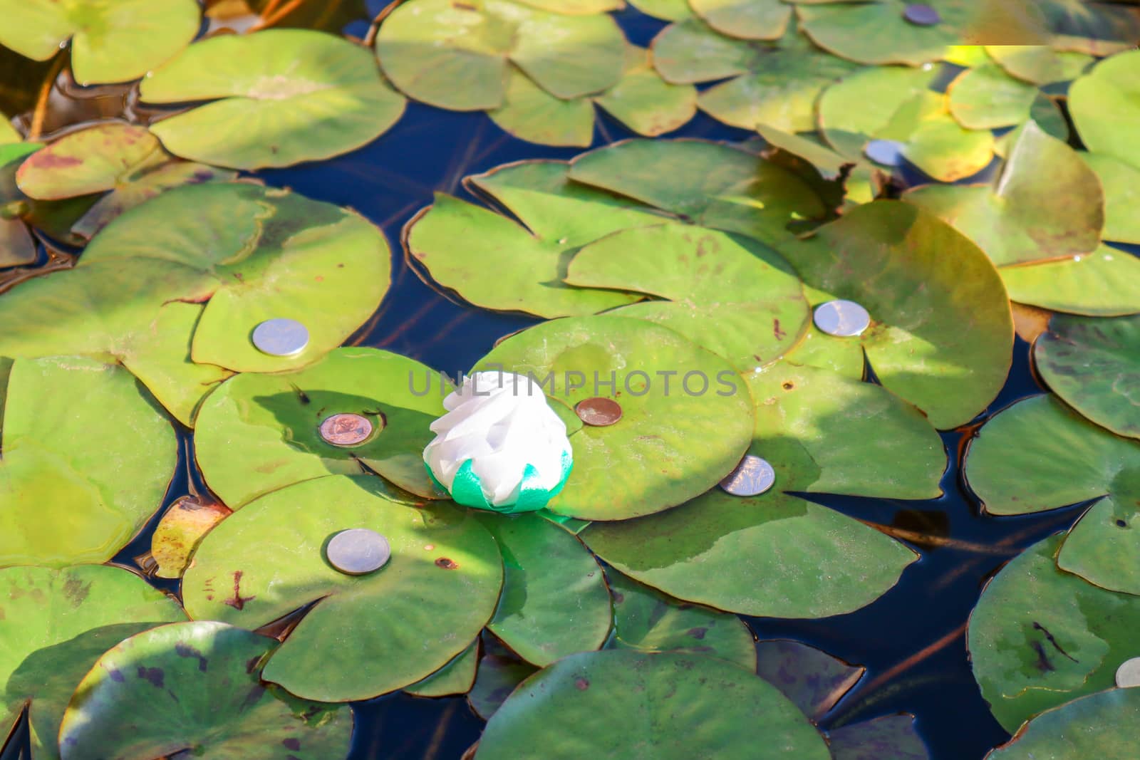 lotus leaves with coins in a pond