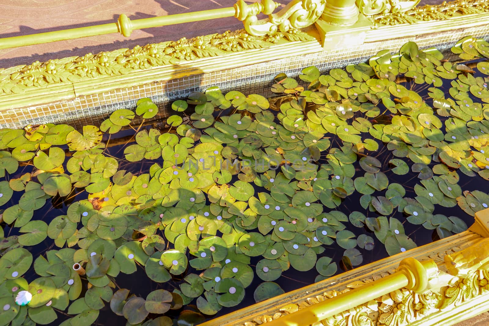 lotus leaves with coins in a pool in a buddhist temple