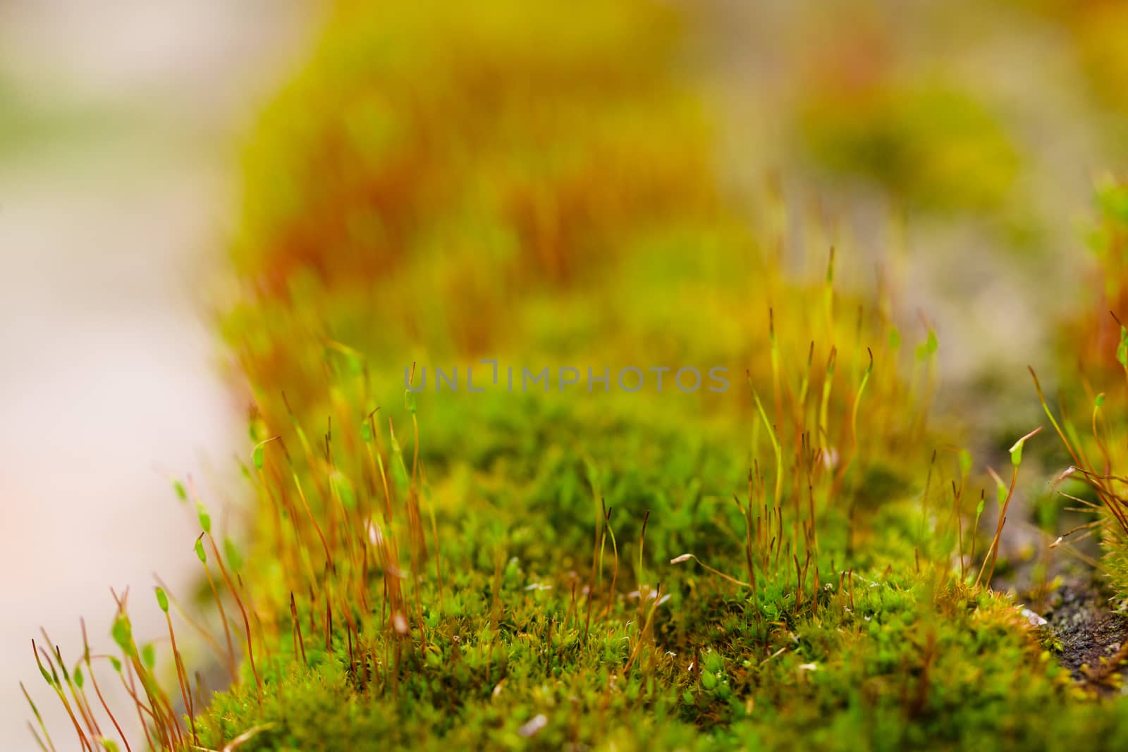 Fresh green and yellow moss with blurred background. Close up view with a small depth of field far away. Stock photography of forest green and yellow moss