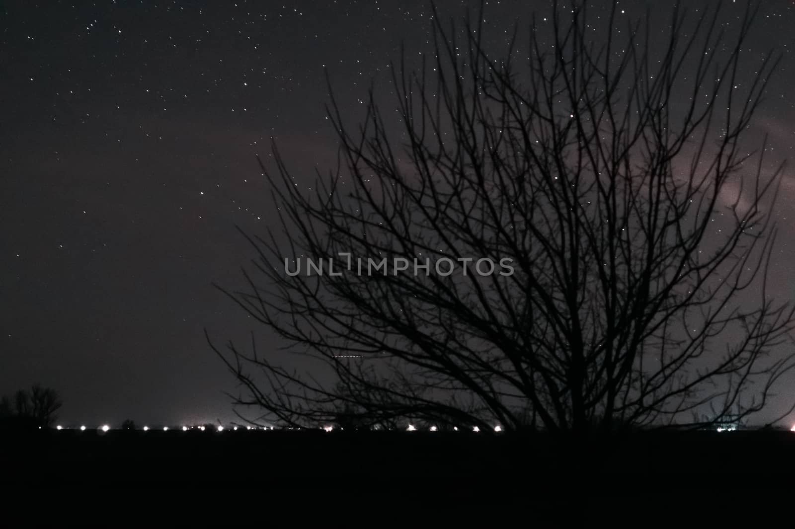 Long exposure night photo. A lot of stars with trees on foreground. Far from the city.