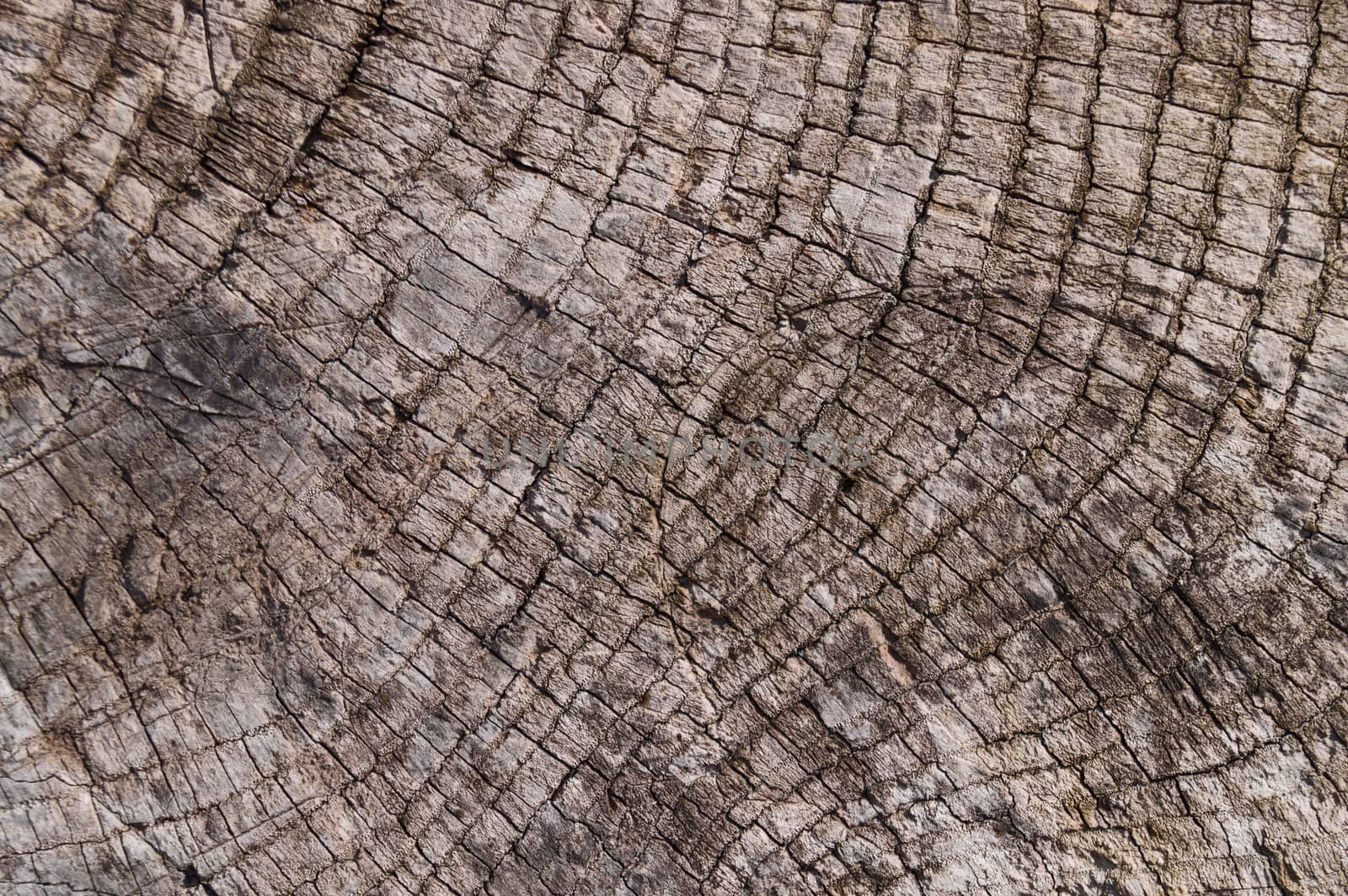 Old wooden texured surface closeup. Moss and relief on surface.  by alexsdriver