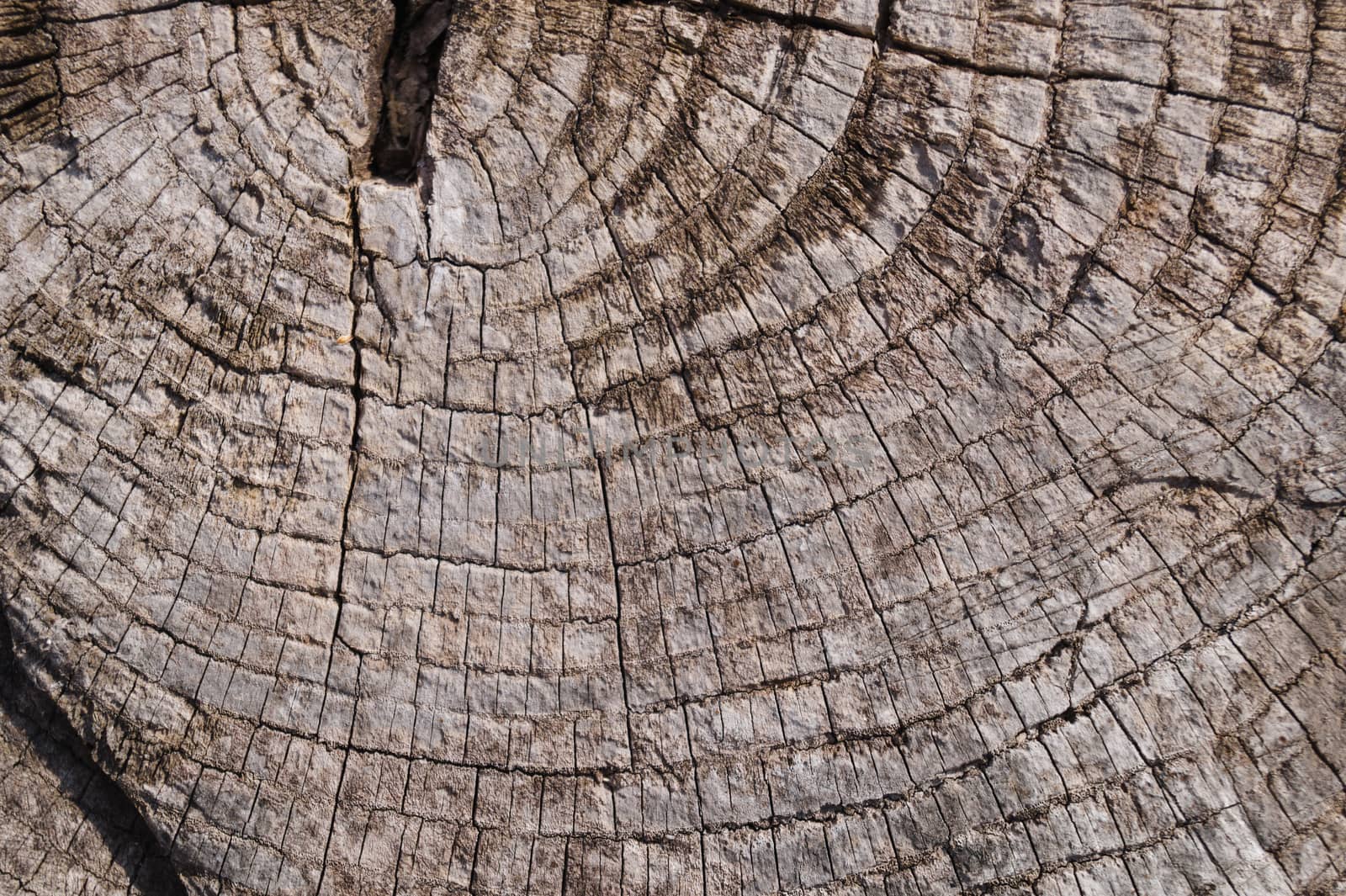 Old wooden texured surface closeup. Moss and relief on surface. Stock photo of old wooden pattern of aged boards with moss. Brown and gray colors on photo.