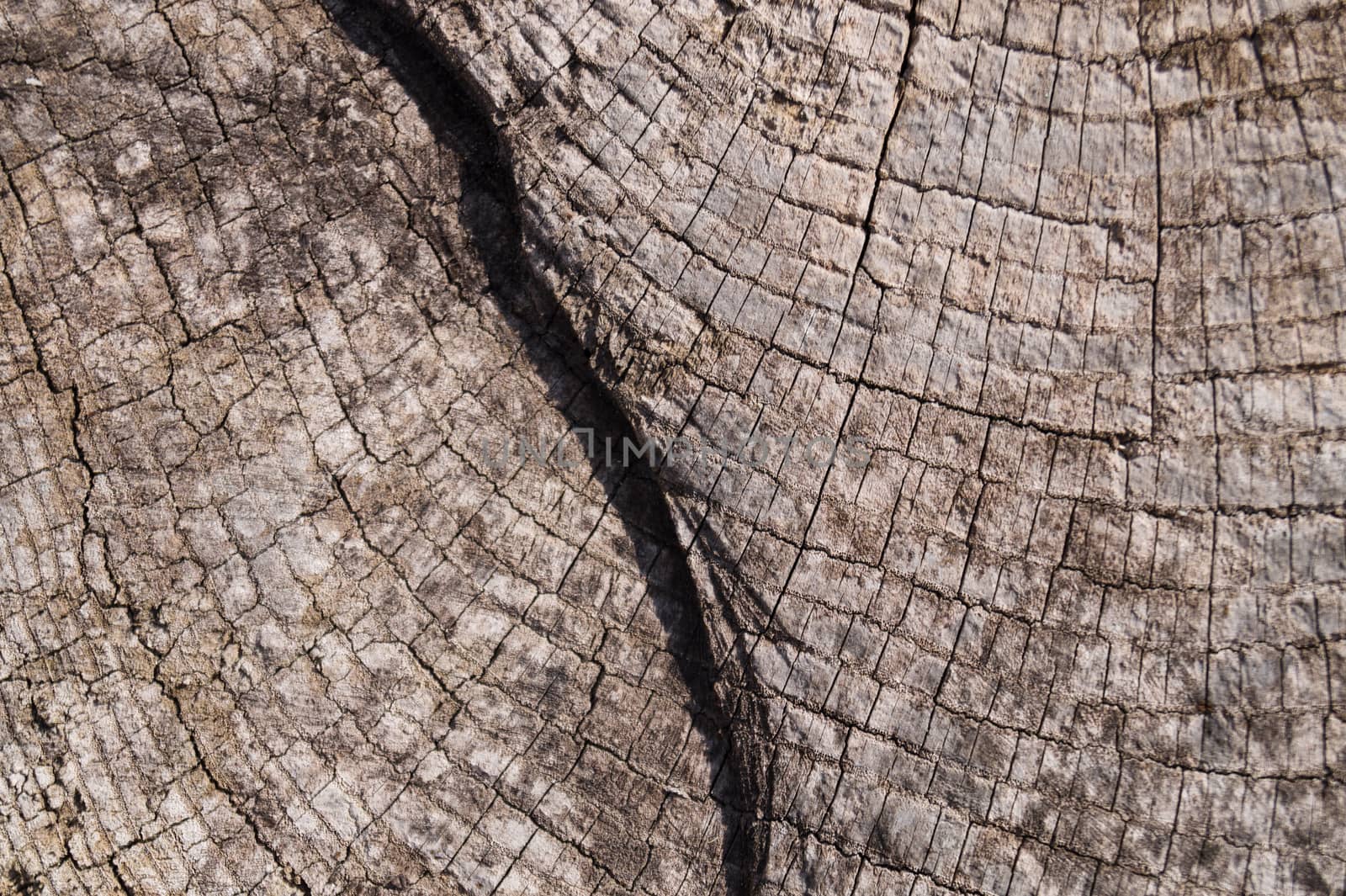 Old wooden texured surface closeup. Moss and relief on surface. Stock photo of old wooden pattern of aged boards with moss. Brown and gray colors on photo.