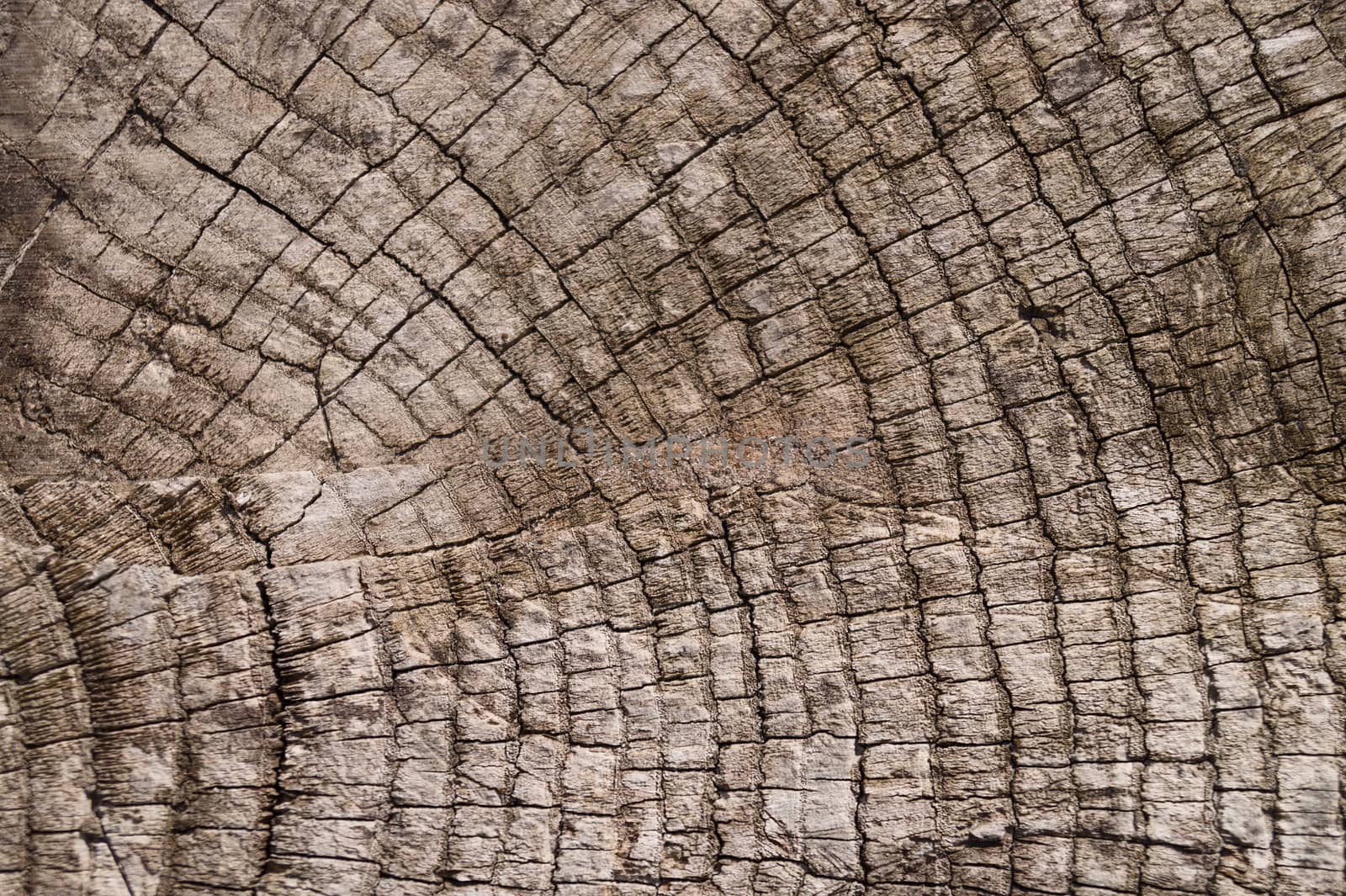 Old wooden texured surface closeup. Moss and relief on surface. Stock photo of old wooden pattern of aged boards with moss. Brown and gray colors on photo.