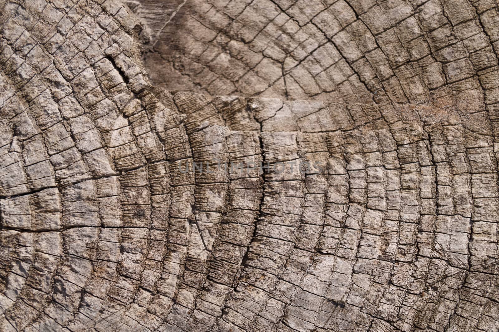 Old wooden texured surface closeup. Moss and relief on surface. Stock photo of old wooden pattern of aged boards with moss. Brown and gray colors on photo.