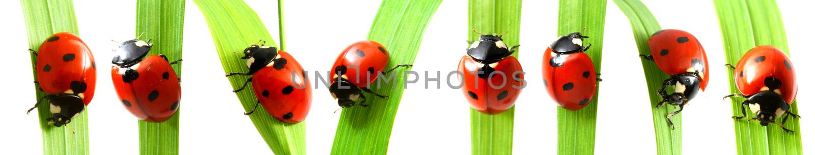 red ladybug on grass by Yellowj