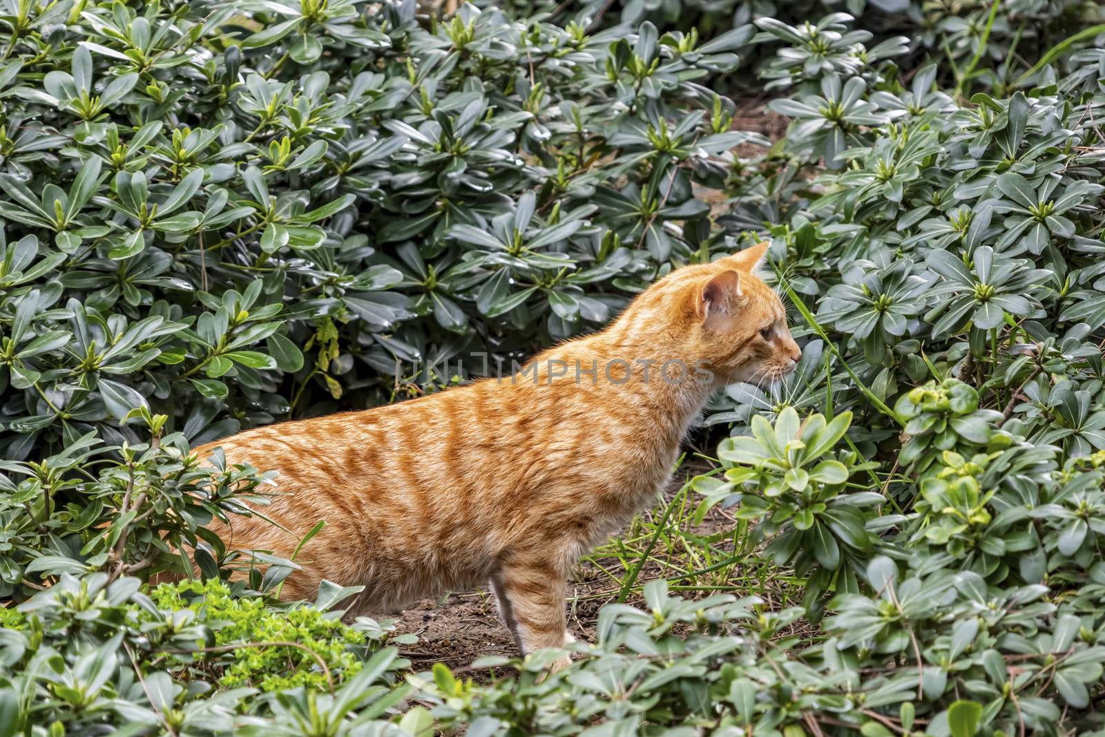 our lovely friends in nature are cats by yilmazsavaskandag