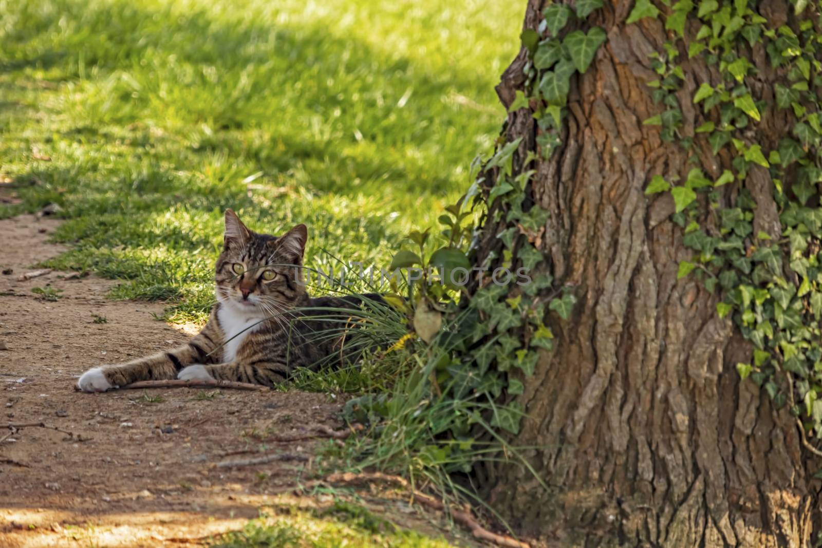 our lovely friends in nature are cats