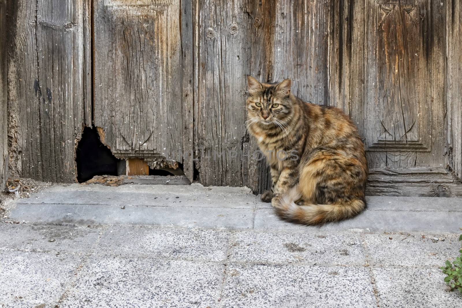 our lovely friends in nature are cats