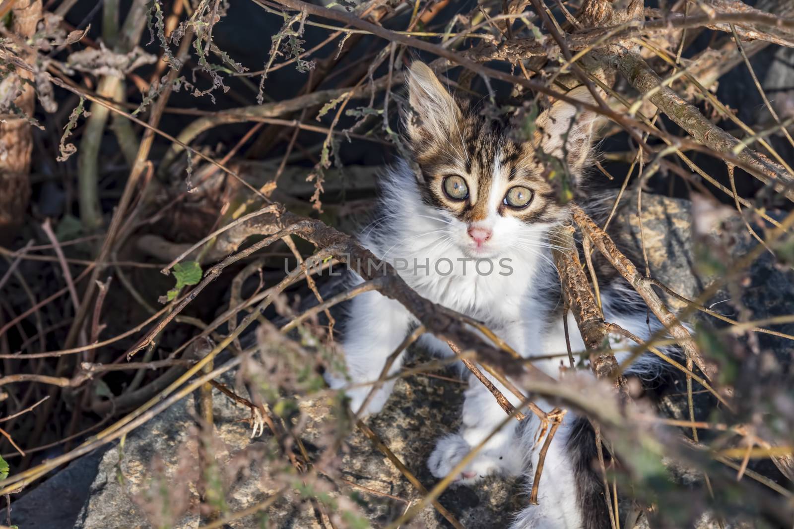 our lovely friends in nature are cats