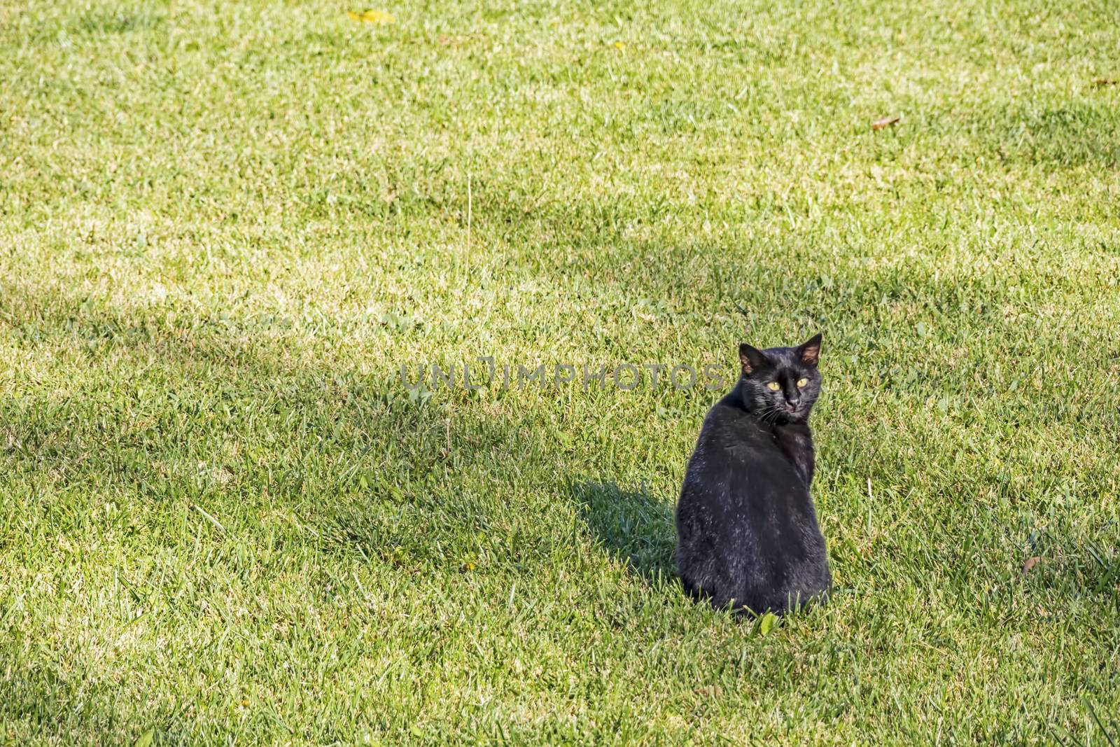 our lovely friends in nature are cats