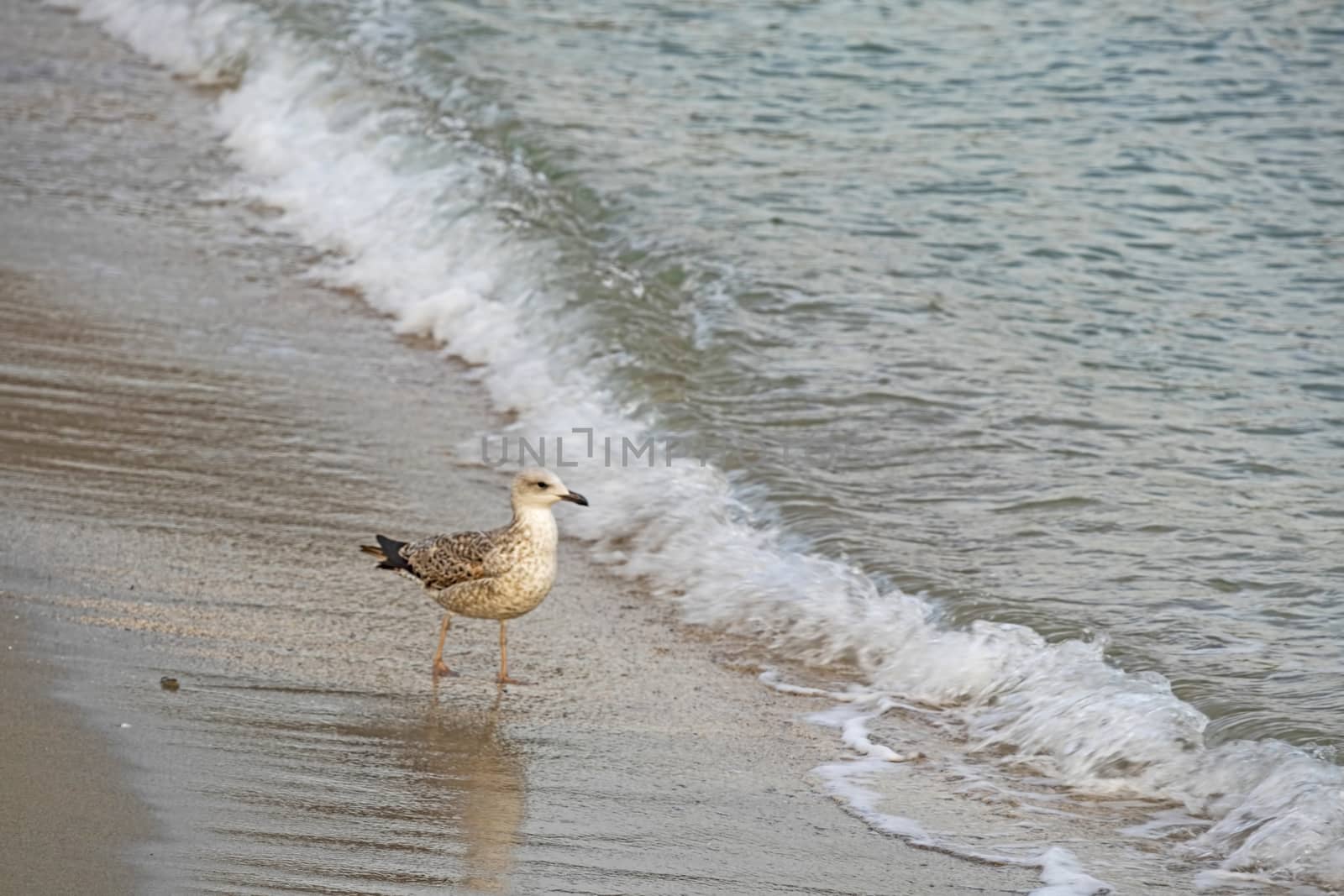 relaxing sea view in nature for background and wallpaper by yilmazsavaskandag