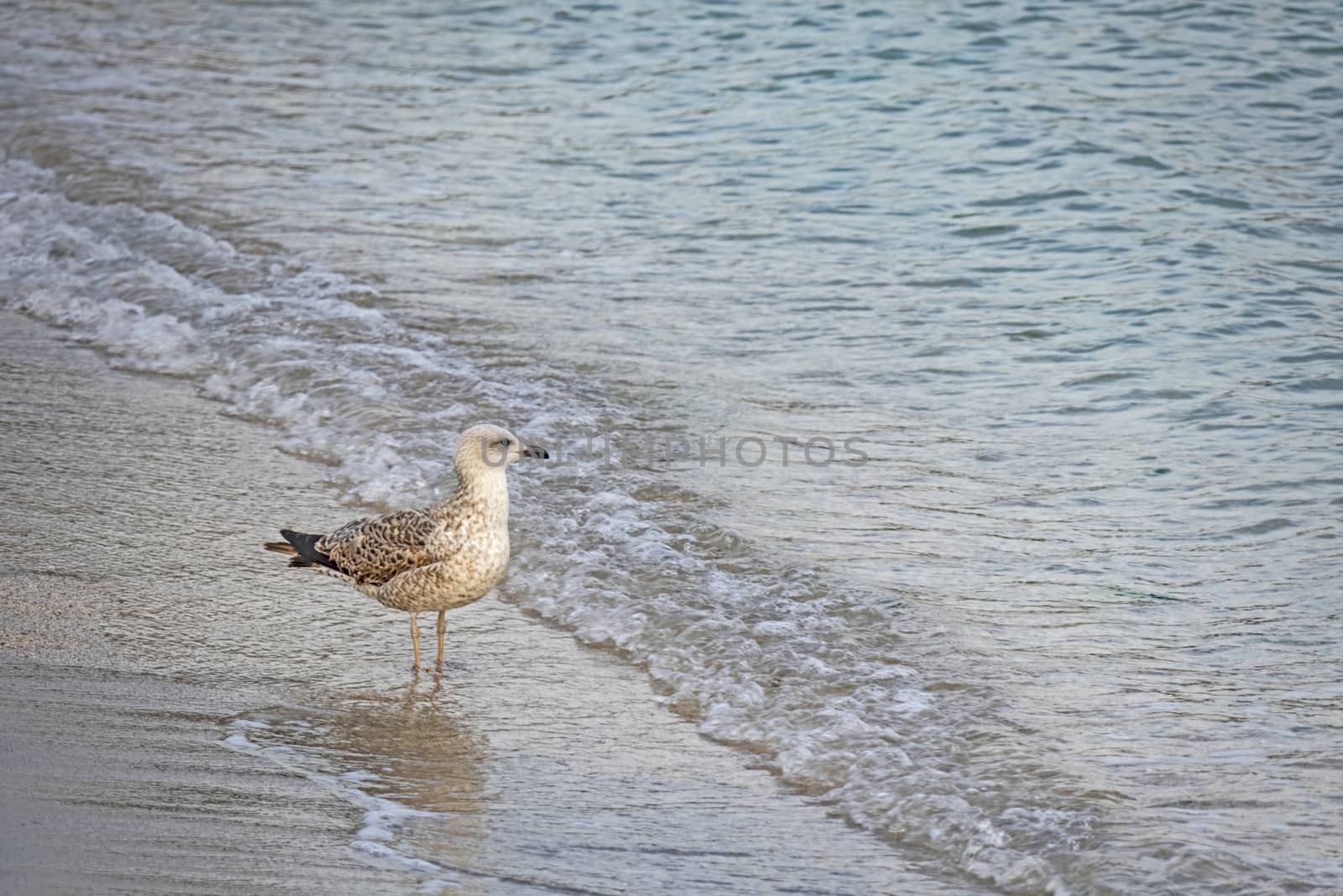 relaxing sea view in nature for background and wallpaper