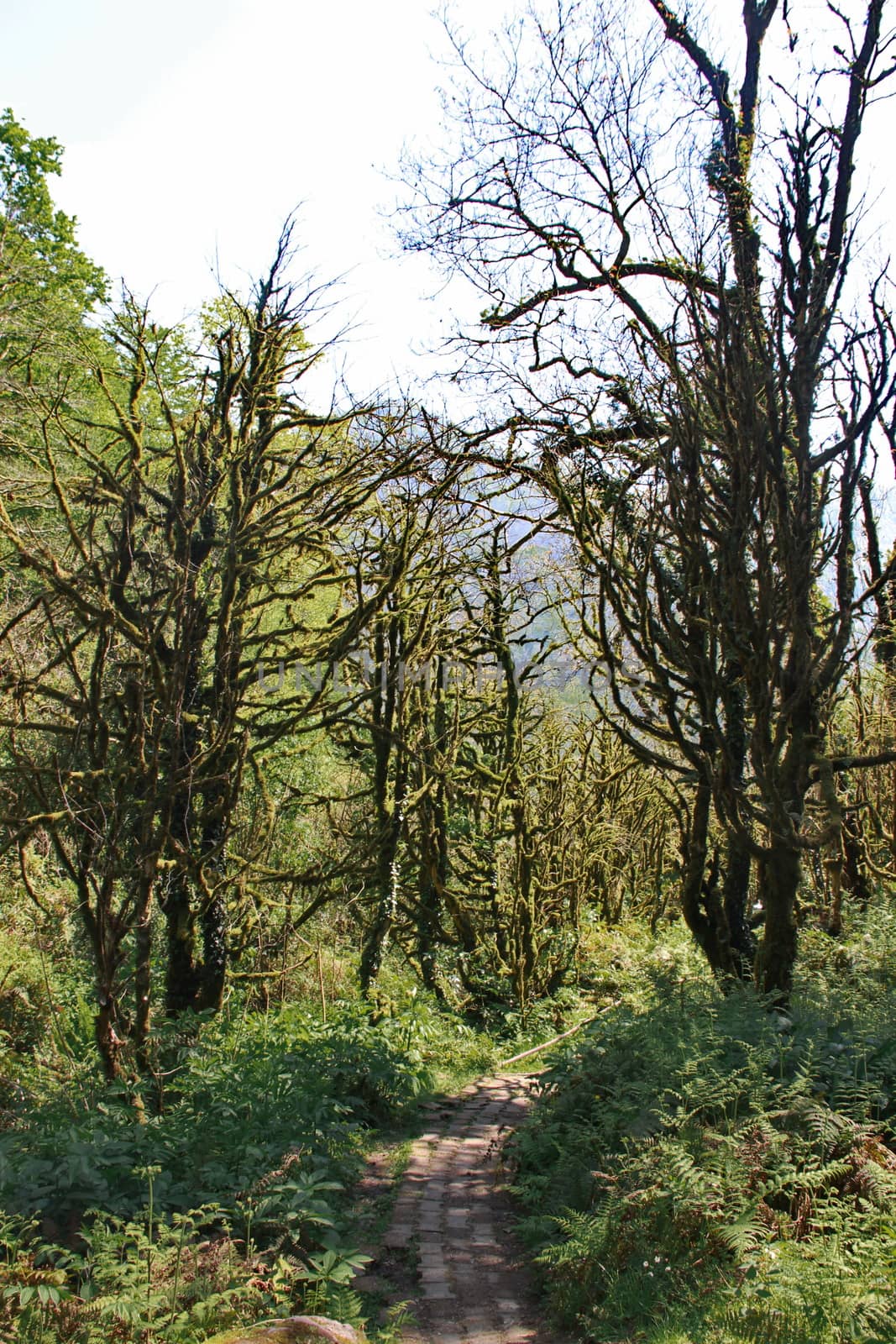 Dead boxwood forest in the mountains of Georgia by amekamura