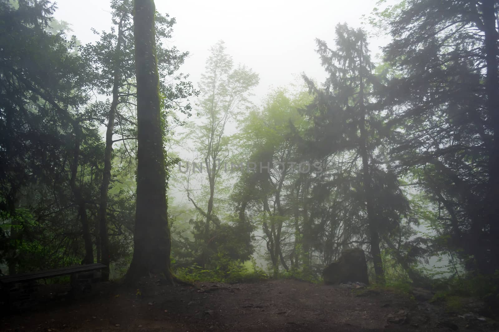 Forest fog in the mountains of Olympus, Greece by ankarb