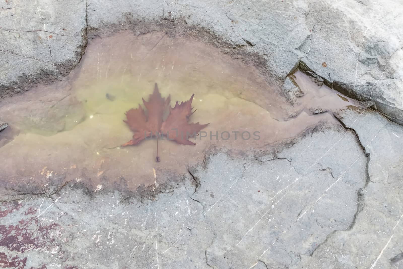 natural pattern view in nature for background and wallpaper