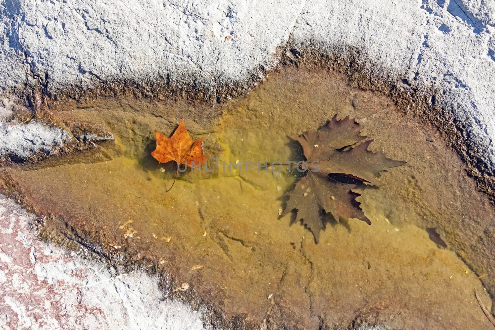 natural pattern view in nature for background and wallpaper