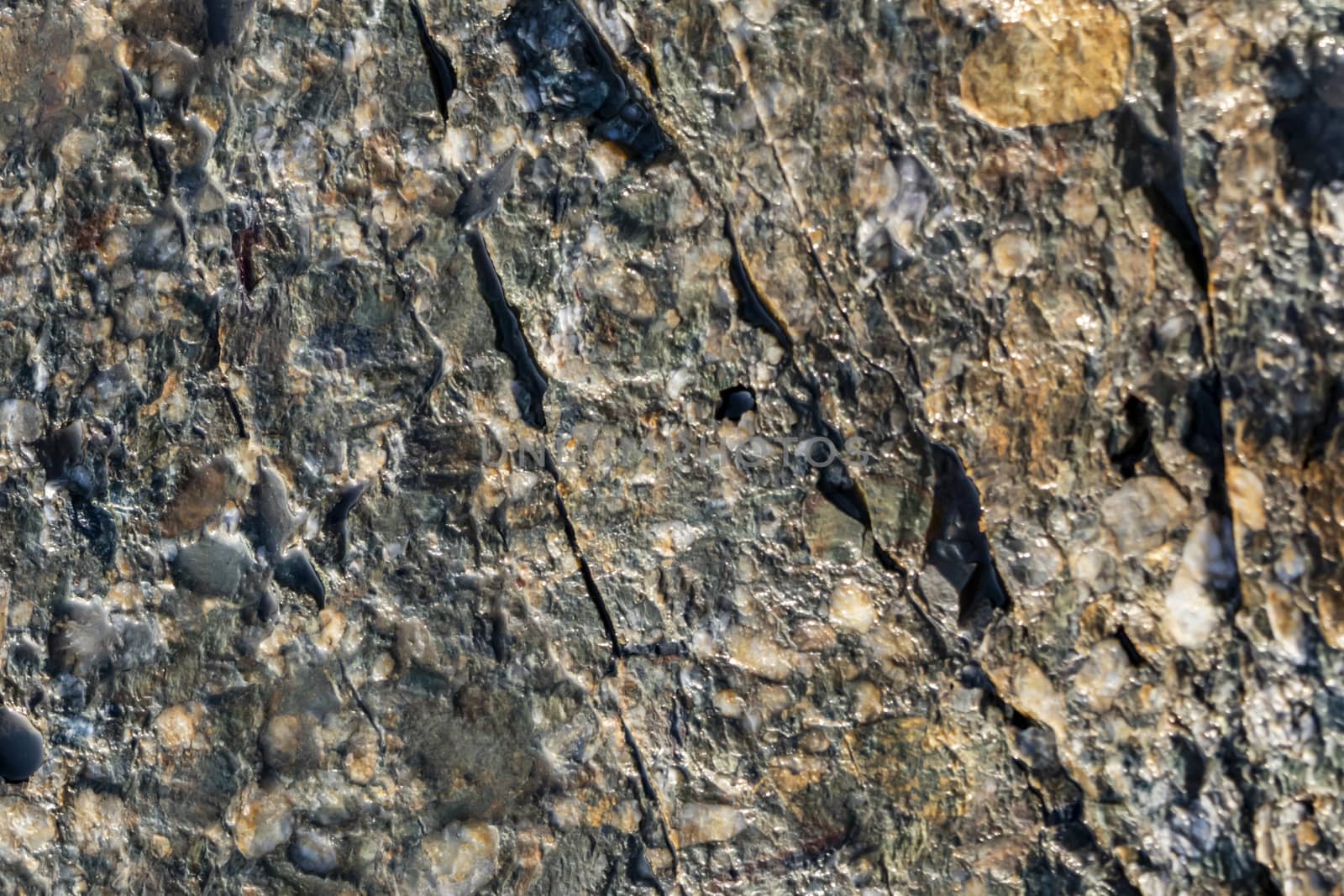 natural pattern view in nature for background and wallpaper