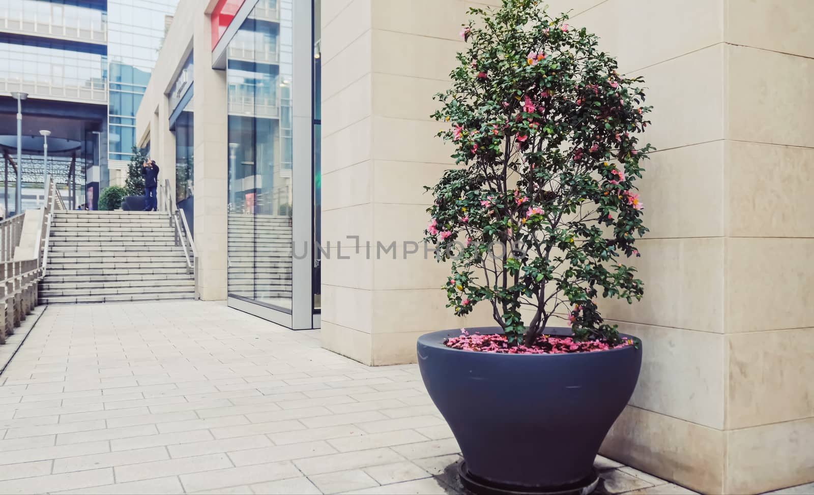 Urban landscape design, green plant and vase outdoors in the city center at daytime