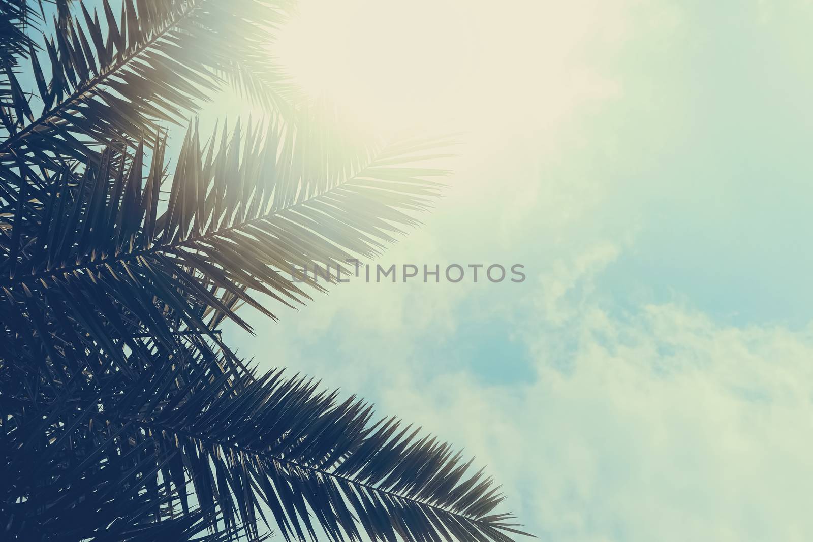 Tropical palm tree leaves in hot summer day as vintage background, summer nature and travel concept