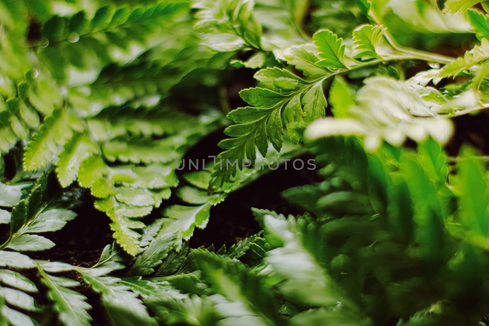 Tropical plant leaves in garden as botanical background, nature by Anneleven