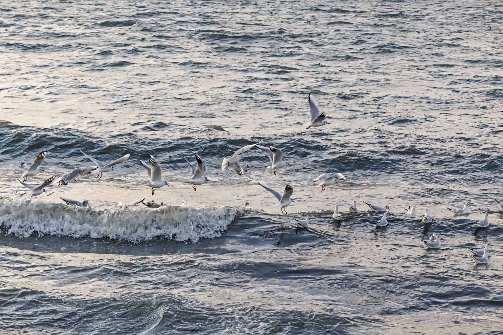 wavy sea view in nature for background and wallpaper