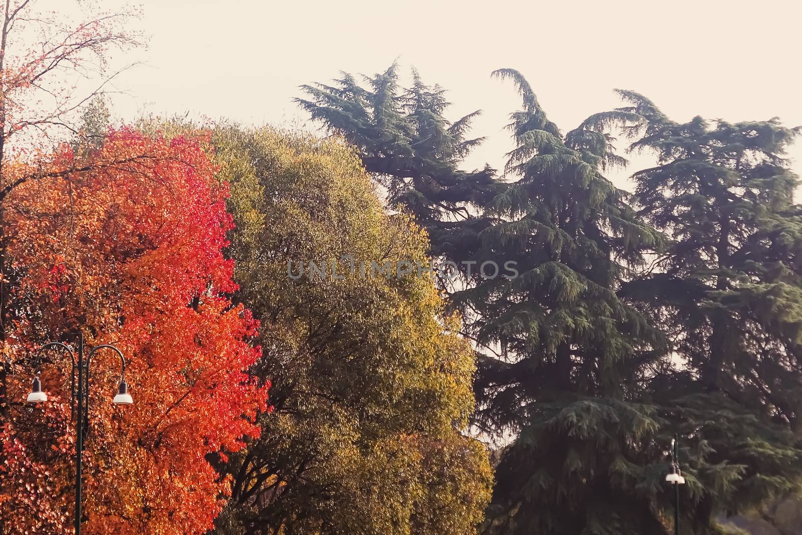 Autumn nature in park, fall leaves and trees outdoors, beautiful season in Milan, Lombardy region in Northern Italy