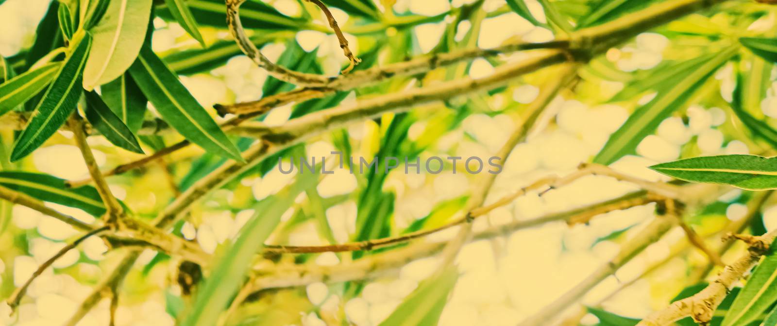 Botanical background, olive tree branches and leaves in summer, beautiful nature backdrop