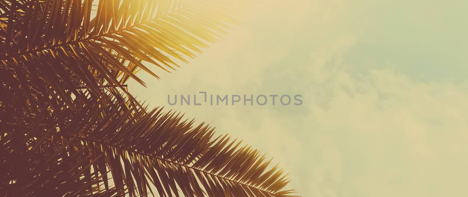 Tropical palm tree leaves in hot summer day as vintage backgroun by Anneleven