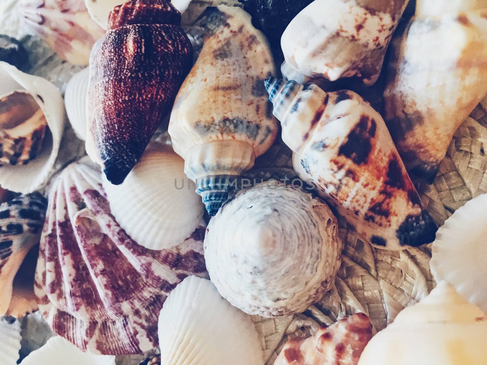 Seashells as summer coastal background, nature and travel concept