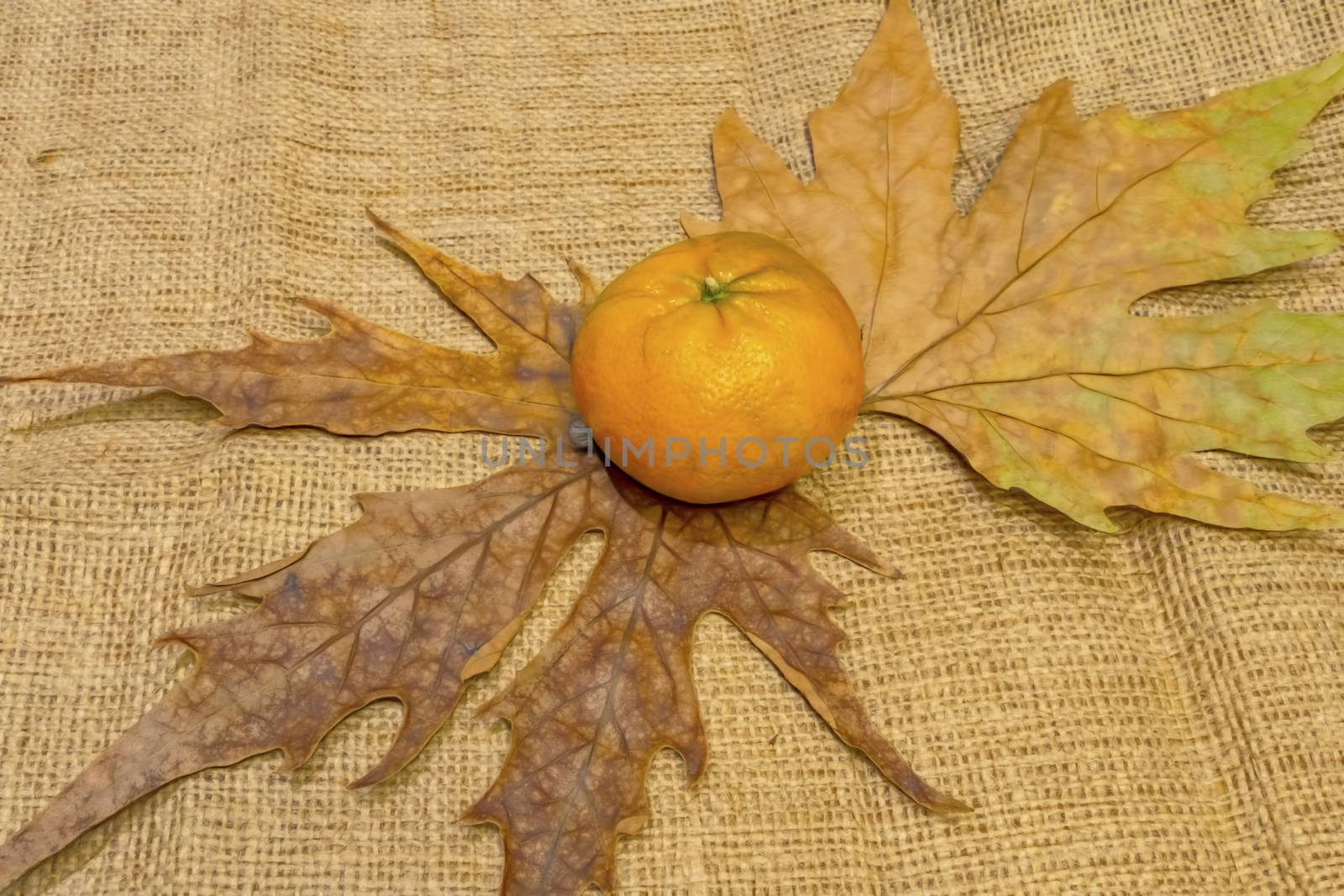 mandarin fruits with vitamin c in winter season