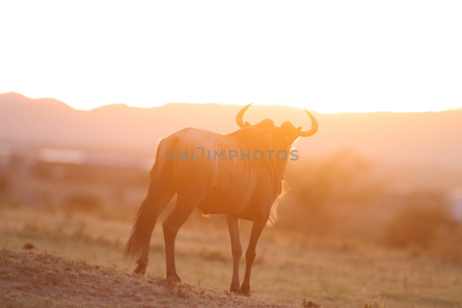 Wildebeest in the wilderness of Africa