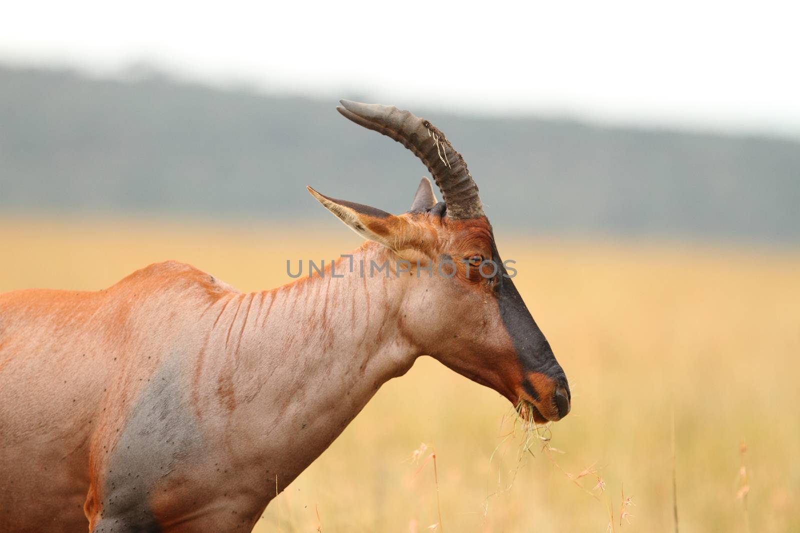 Hartebeest in the wilderness by ozkanzozmen