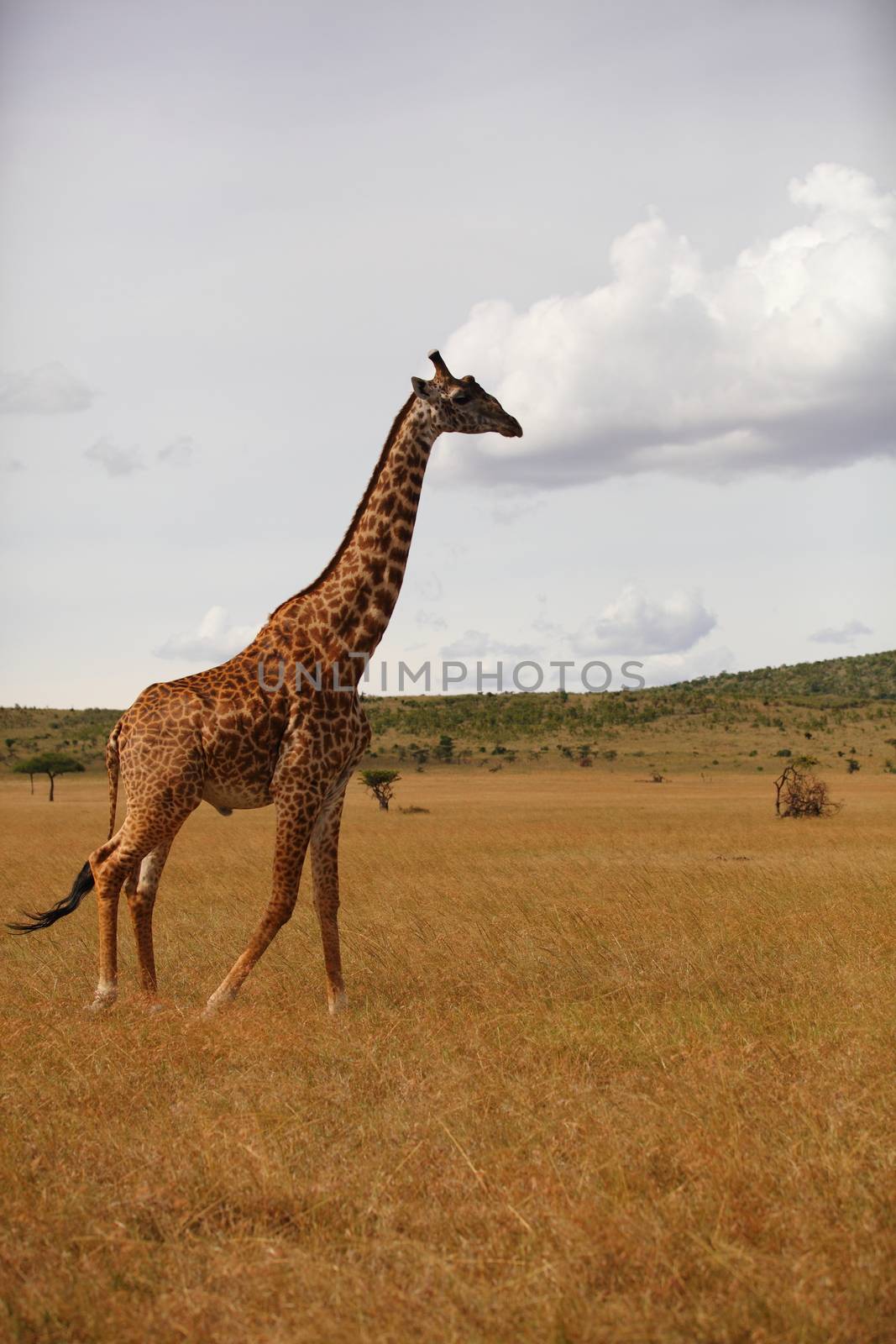 Giraffe in the wilderness of Africa by ozkanzozmen