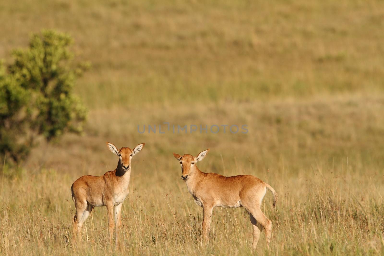 Hartebeest in the wilderness by ozkanzozmen