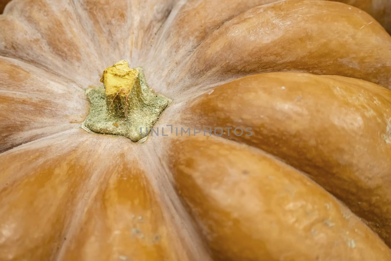 close up pumpkins in market stall by yilmazsavaskandag