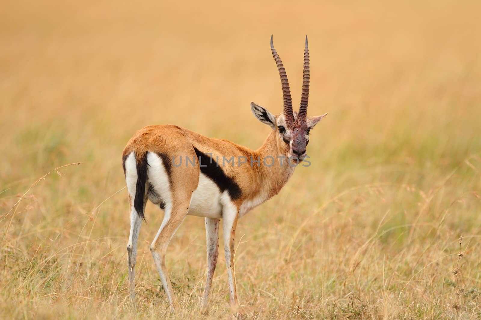 Thomson's Gazelle in the wilderness by ozkanzozmen