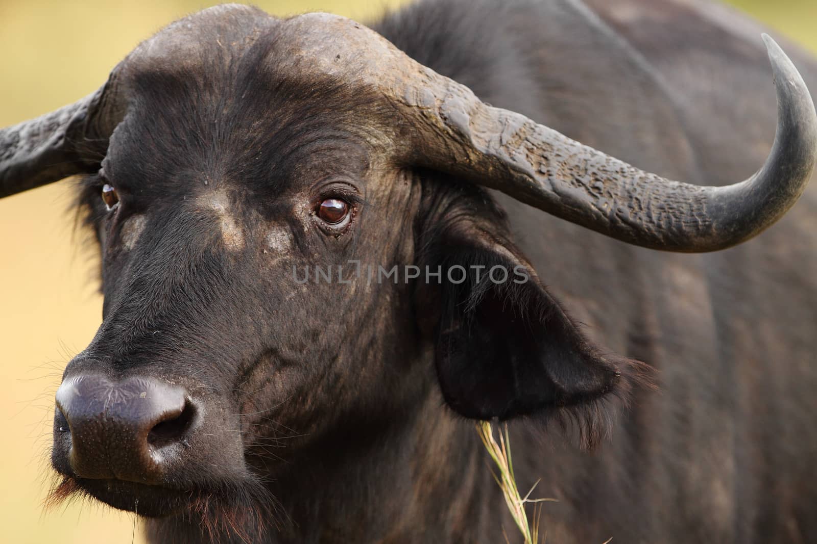 Cape buffalo in the wilderness by ozkanzozmen