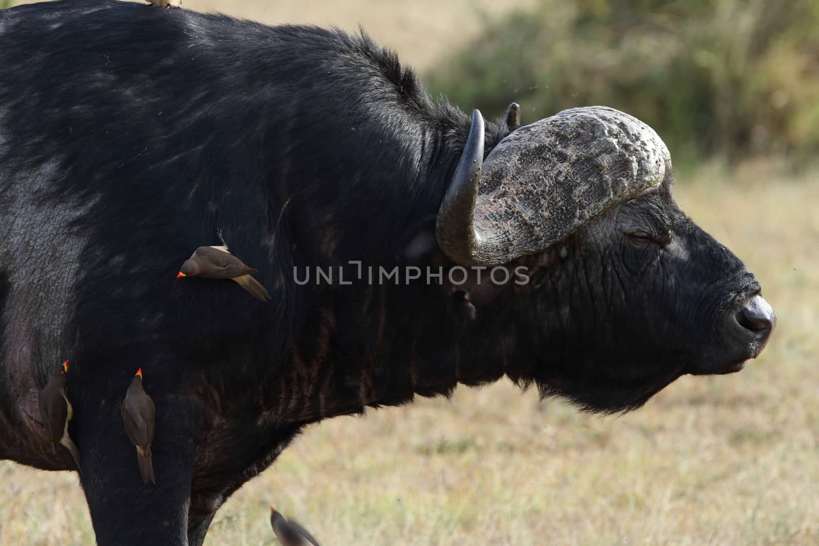 Cape buffalo in the wilderness of Africa