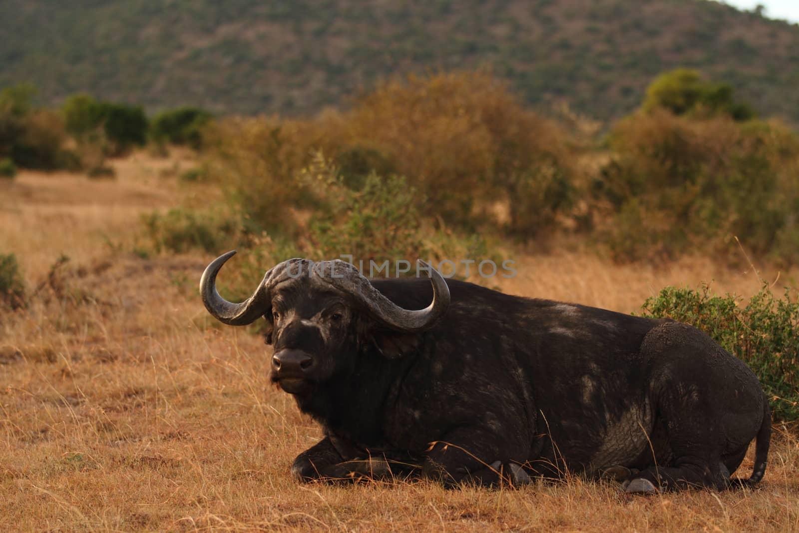 Cape buffalo in the wilderness by ozkanzozmen