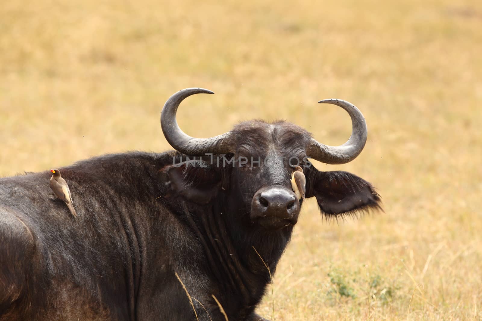 Cape buffalo in the wilderness by ozkanzozmen
