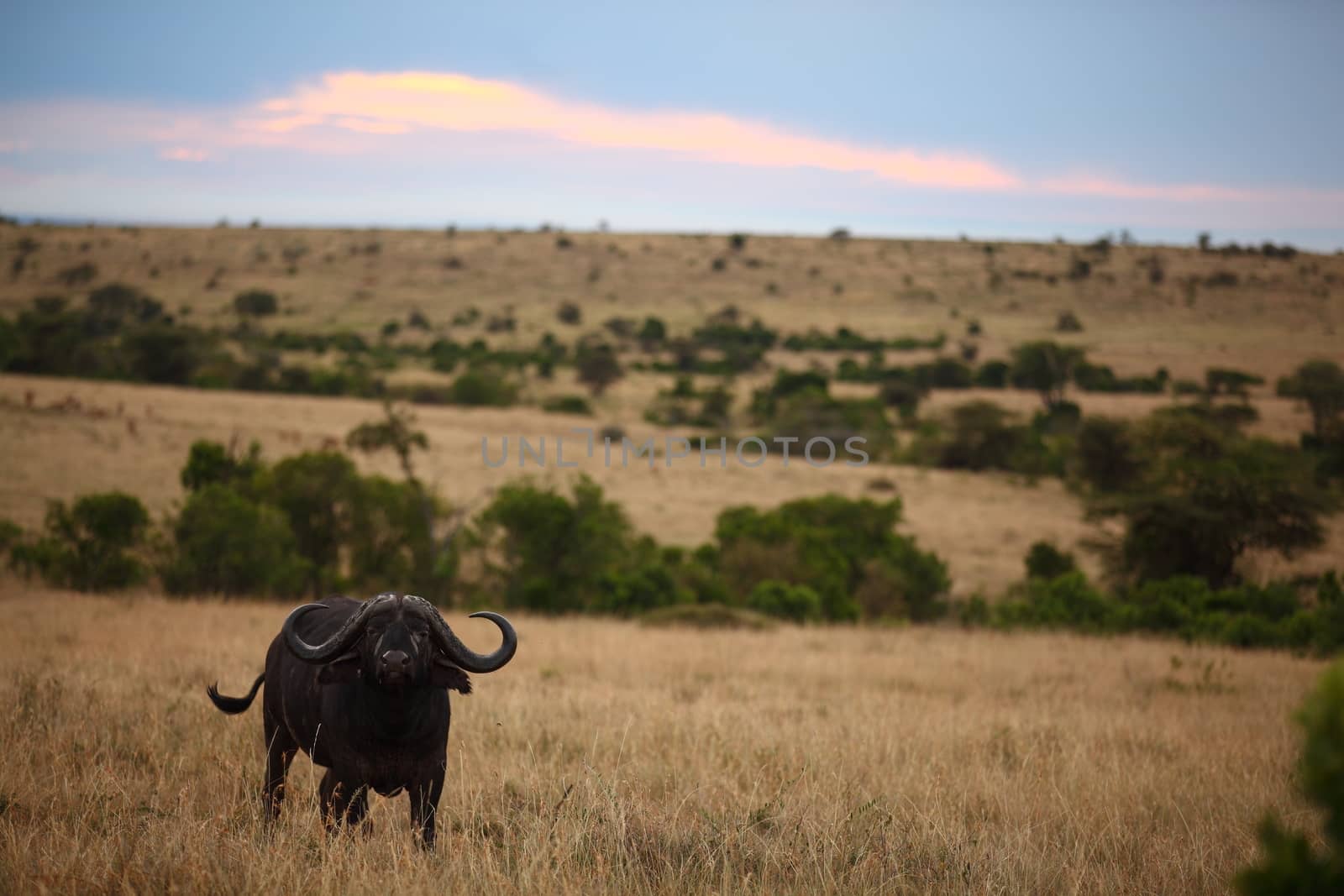 Cape buffalo in the wilderness by ozkanzozmen