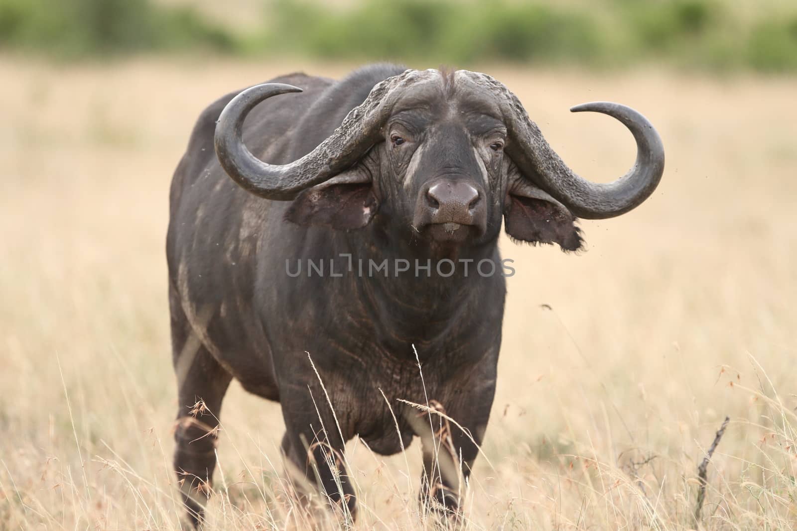 Cape buffalo in the wilderness of Africa