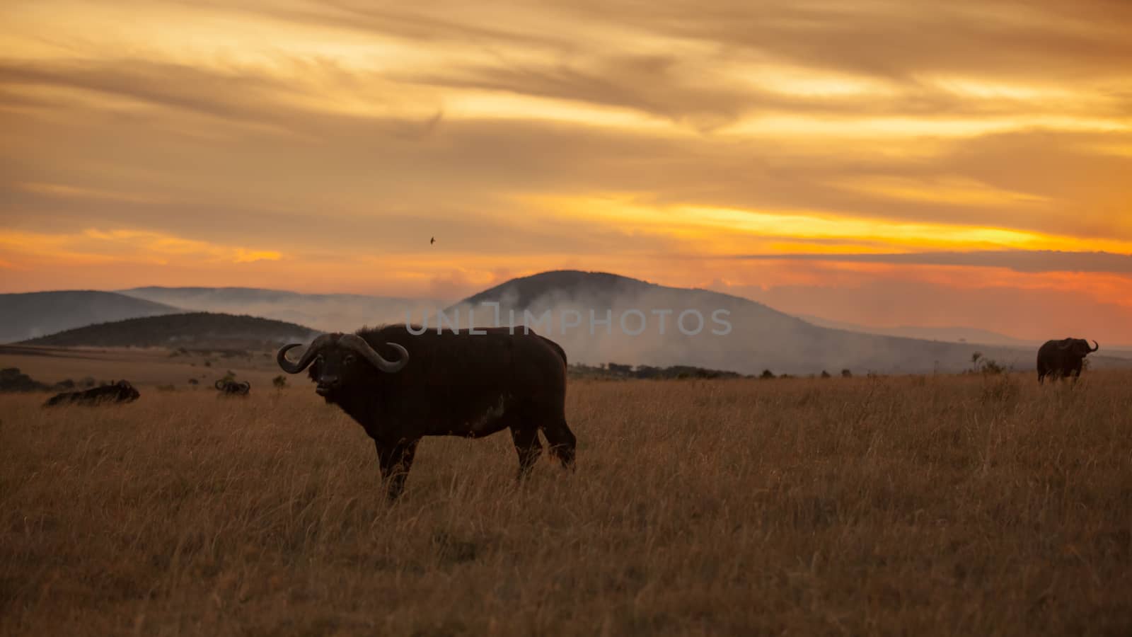 Cape buffalo in the wilderness of Africa