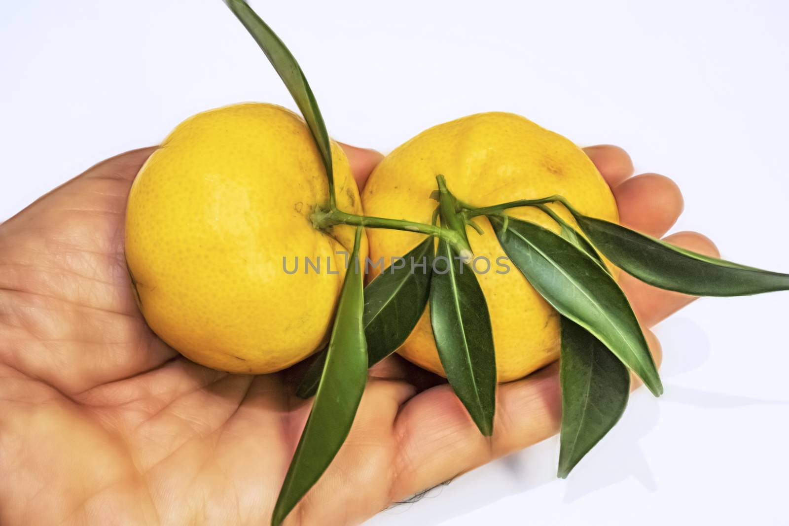 mandarin fruits with vitamin c in winter season