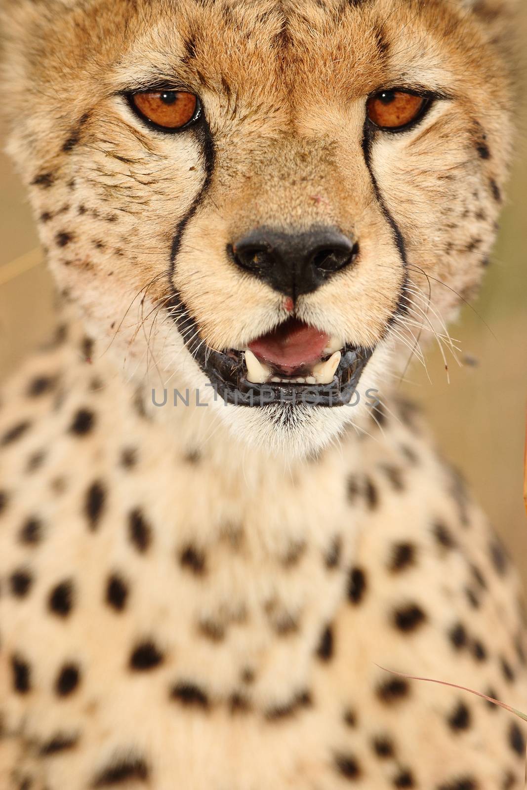 Cheetah in the wilderness of Africa by ozkanzozmen