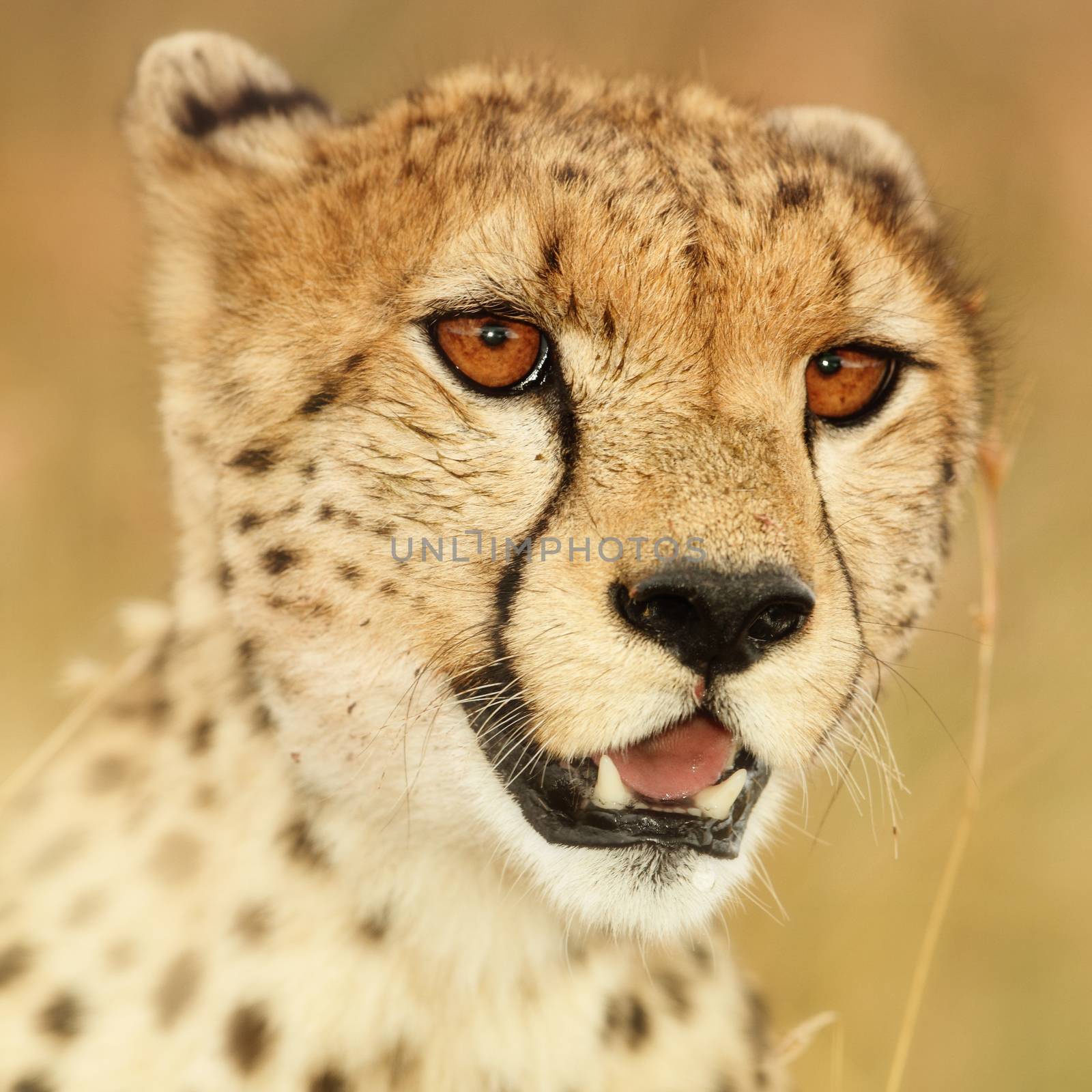 Cheetah in the wilderness of Africa