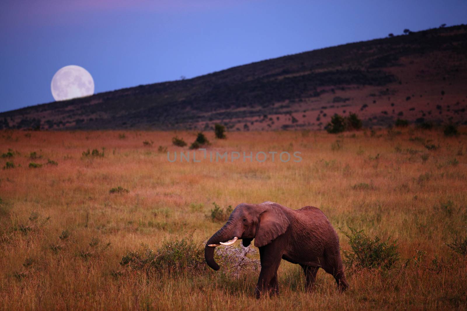 African Elephant in the wilderness of Africa