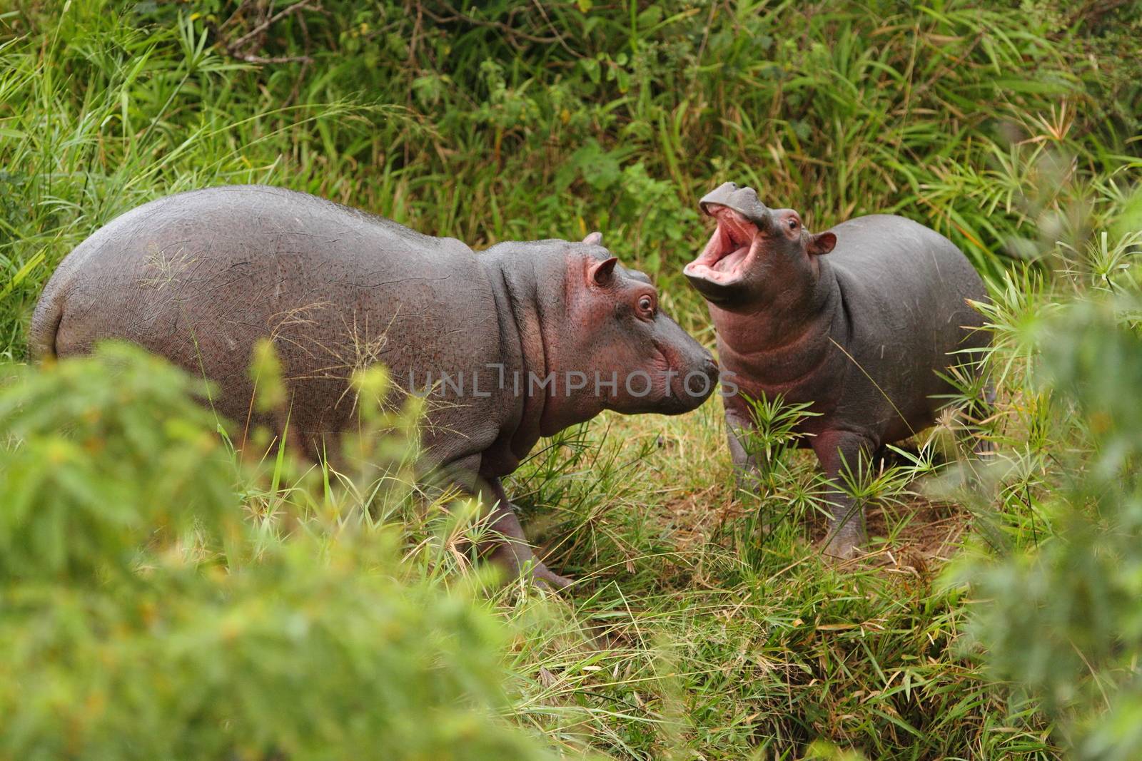 Hippopotamus calf Elephant in the wilderness by ozkanzozmen
